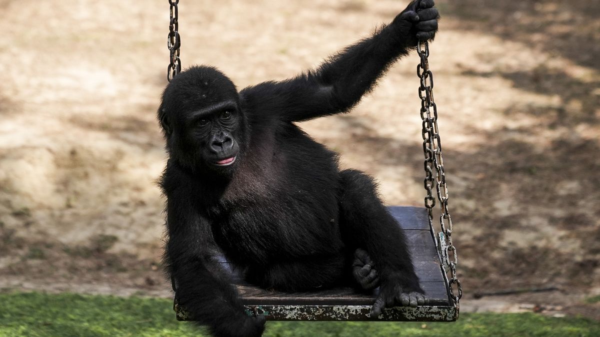 ISTANBUL, TURKIYE - AUGUST 20: The baby gorilla named 'Zeytin', found last year at the Istanbul Airport inside cargo transiting from Nigeria to Thailand and currently undergoing rehabilitation, plays at a field as it is being prepared by the Ministry of Agriculture and Forestry's Directorate General of Nature Conservation and National Parks (DKMP) to return to its natural habitat in Nigeria, at a zoo in Polonezkoy district of Istanbul, Turkiye on August 20, 2025. On Dec. 22 last year, customs enforcement teams at the Istanbul Airport discovered the baby gorilla in a cage-type box on a Nigeria-origin, Bangkok-bound flight. The rehabilitation process of the gorilla continues at a zoo in Polonezkoy. (Photo by Arife Karakum/Anadolu via Getty Images)
