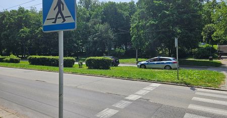 Jeden się zatrzymał, drugi pojechał dalej i potrącił młodą kobietę na przejściu dla pieszych (zdjęcia)