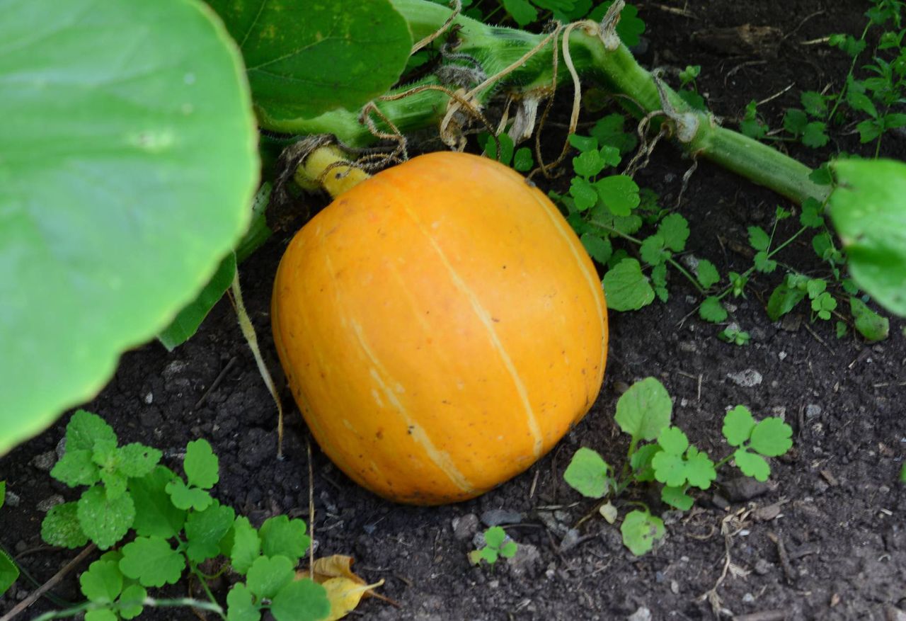 Kürbisbau im heimischen Garten: Tipps gegen Fäulnisprobleme