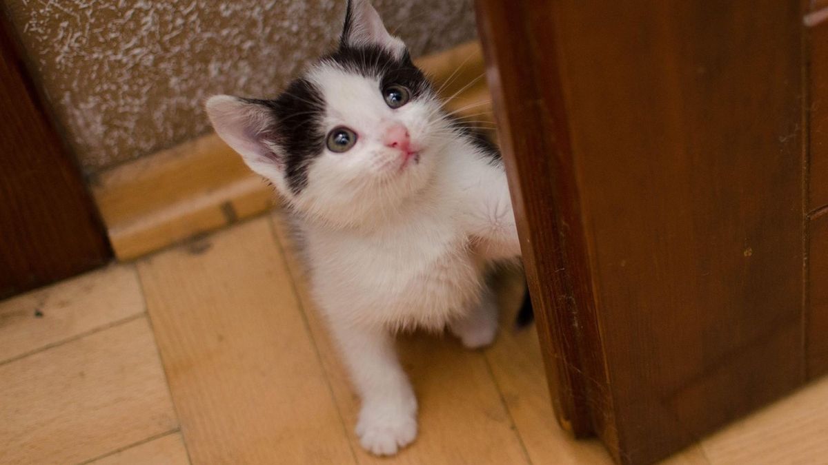 Jak długo kot może zostać sam w domu?