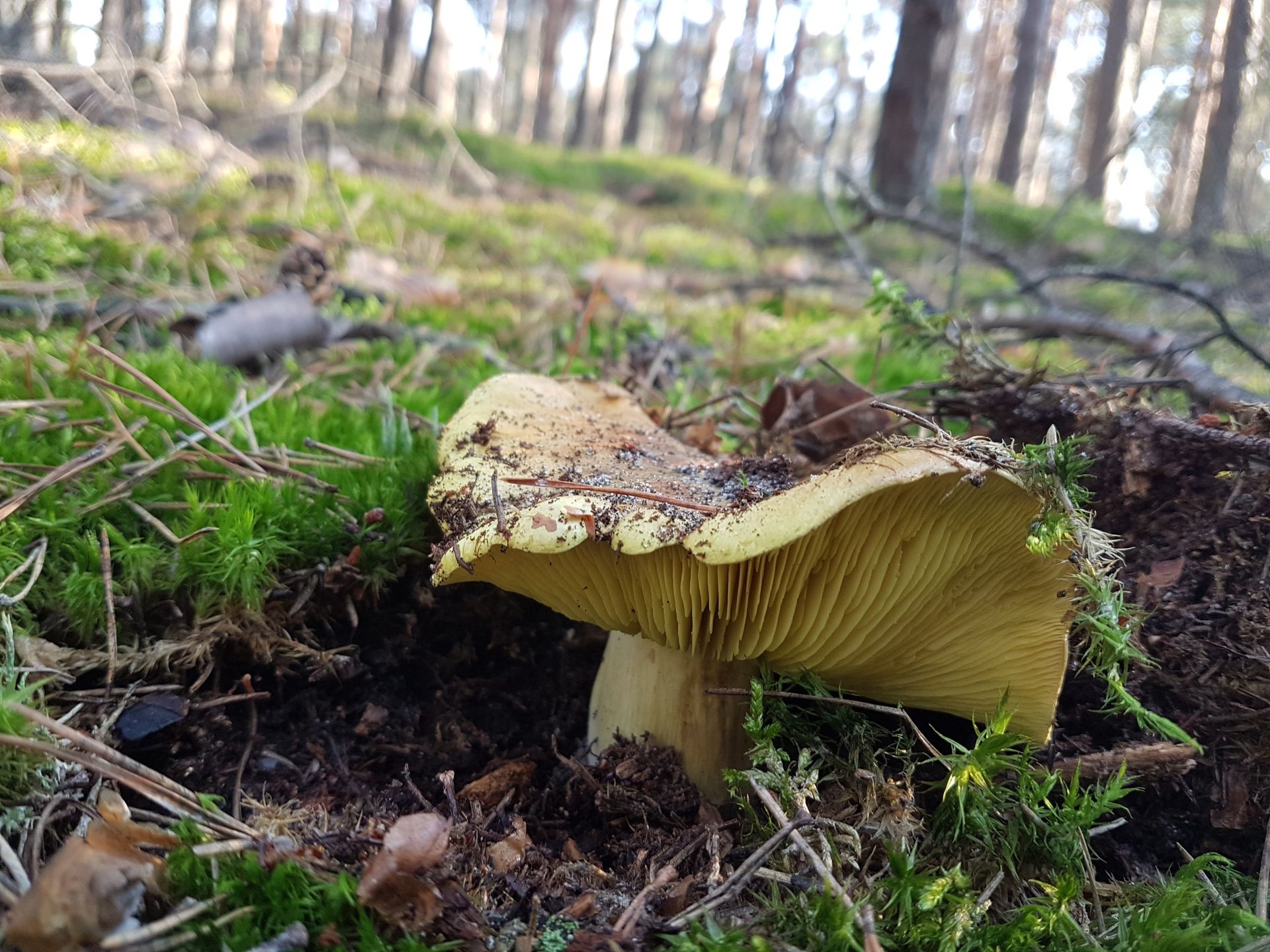 Gąski to grzyby o delikatnym smaku. 