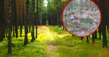 Zastrzelił wilka, bo wziął go za lisa. Szczeniaki bez ojca mogą nie przeżyć