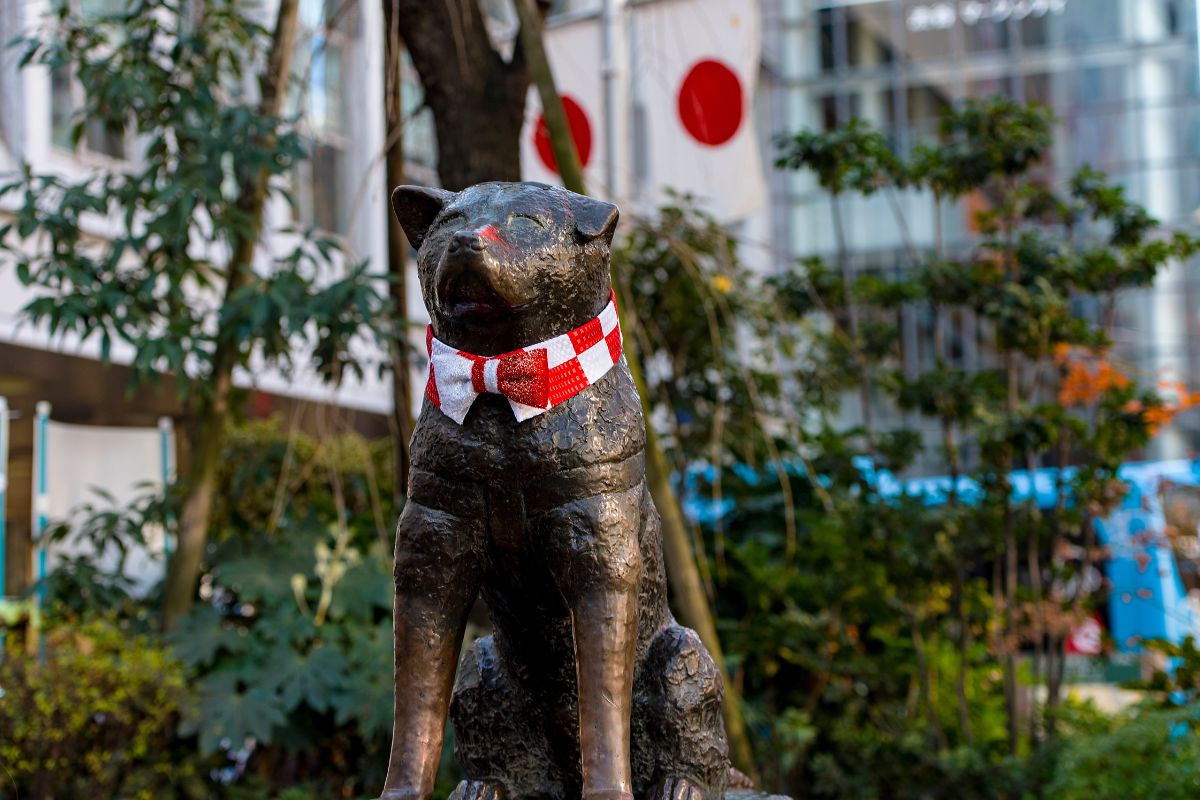 Historia psa Hachiko. 
