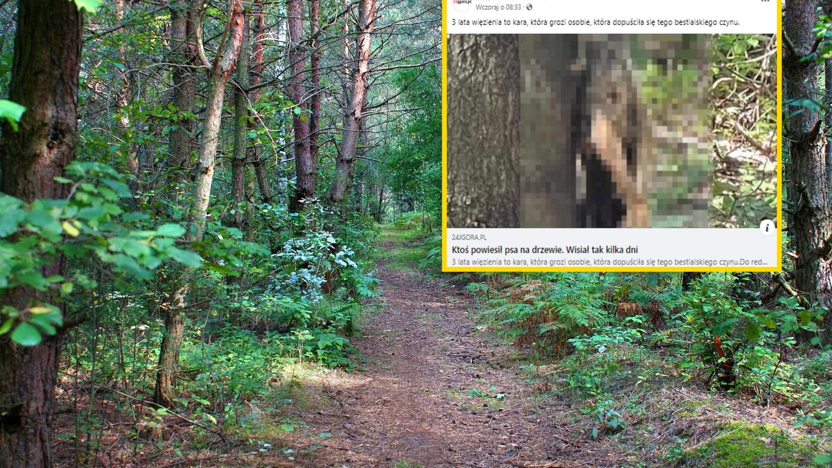 Ciało psa wisiało na drzewie co najmniej od kilku dni 