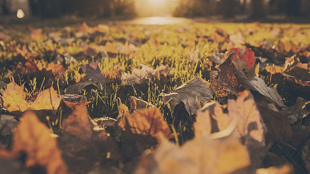 Radzimy jak uniknąć błędów podczas jesiennych porządków na działce 1