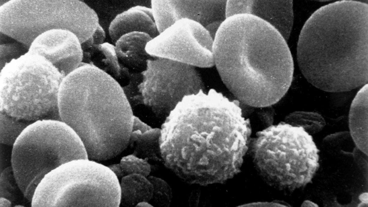 Limfocyty mordują wroga w megapowiększeniu [wideo] 1