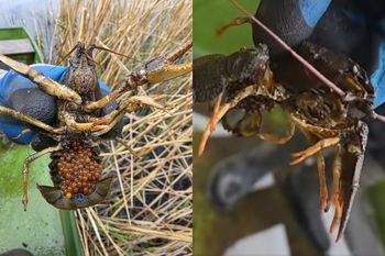 Ciche zwycięstwo natury. Nadal się rozmnażają