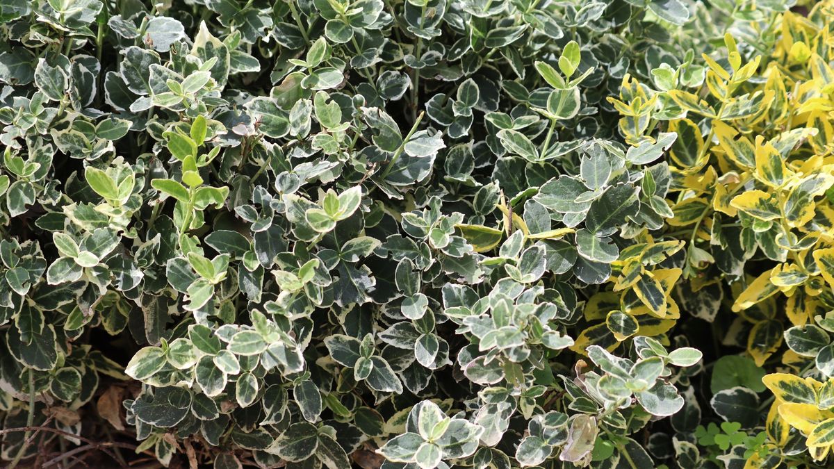 Variegated foliage of Fortune's spindle (Euonymus fortunei) in summer garden
Variegated foliage of Fortune's spindle (Euonymus fortunei) in summer garden
kazakovmaksim
euonymus, green, fortune's spindle, flora, winter creeper, closeup, foliage, leaves, variegated, wintercreeper, euonymus fortunei