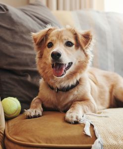 Ogłoszenie 12-latki hitem internetu. Telefony się urywają