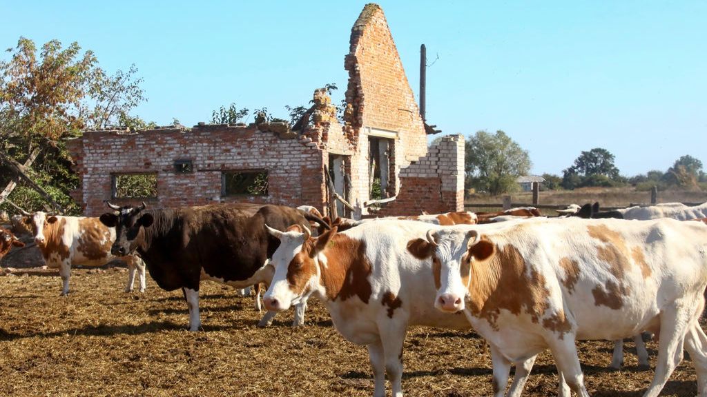 Rosja: Masowy ubój bydła w gospodarstwach 