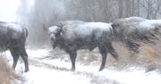 Oko w oko z żubrami. Świąteczne spotkanie ze stadami na Podlasiu i w Bieszczadach