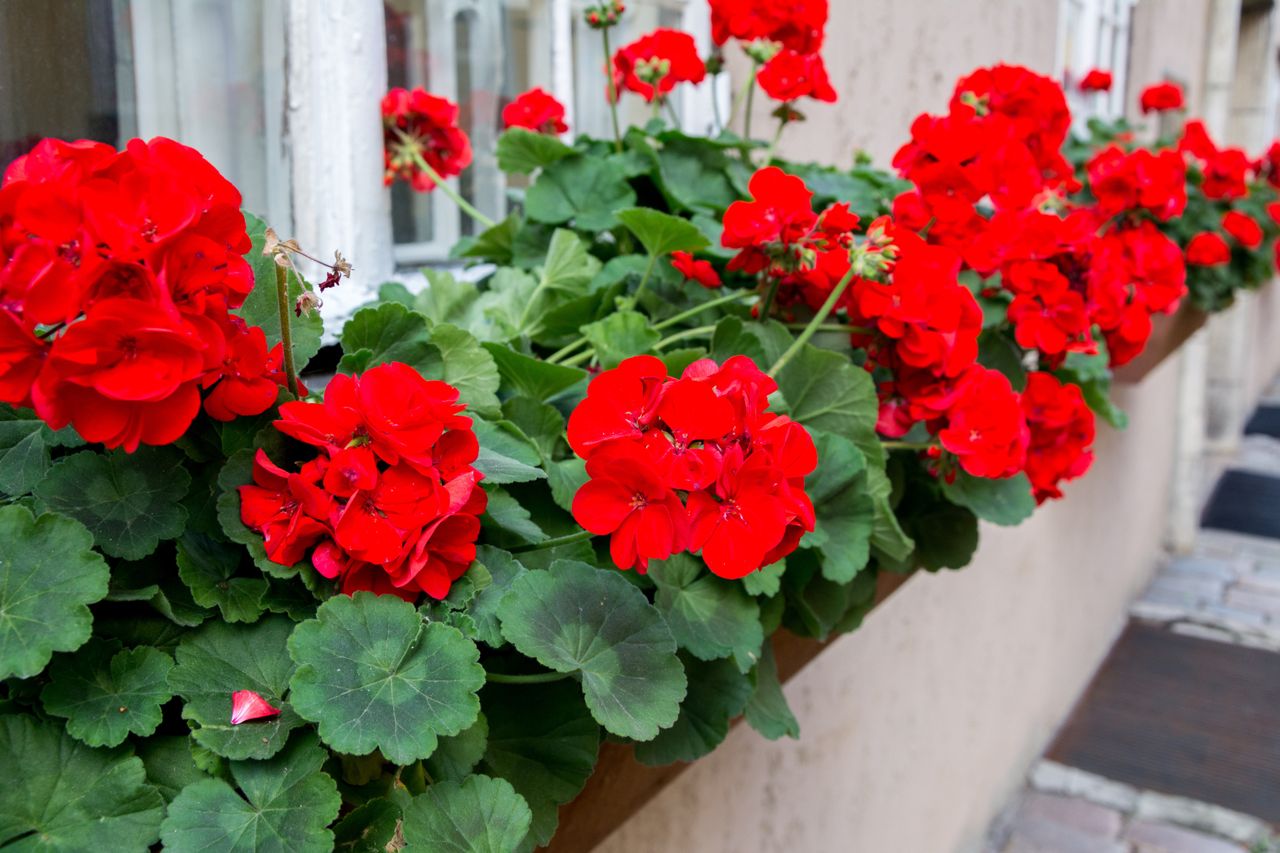 Wlej do doniczki. Balkon utonie w kwiatach