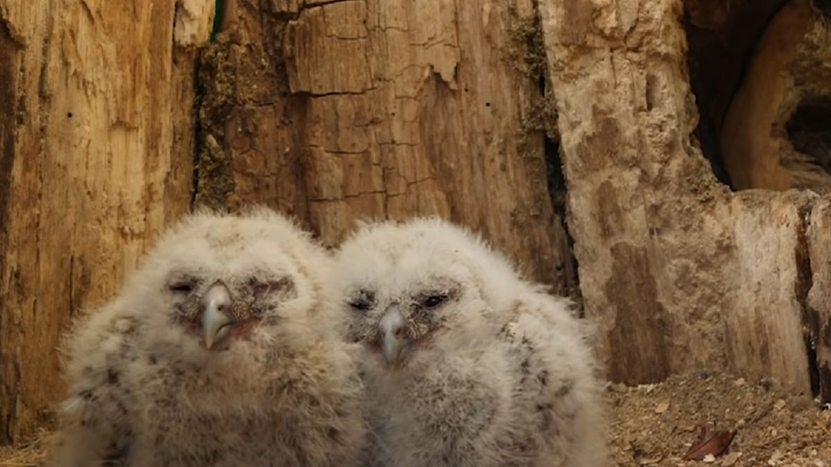 Sowa natychmiast zaadoptowała pisklęta.