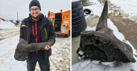 Niezwykłe znalezisko spod Płocka trafiło do muzeum. Fragment czaszki żubra stepowego odkryty podczas prac ziemnych!
