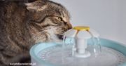 Czy fontanna dla kota to dobry wybór?