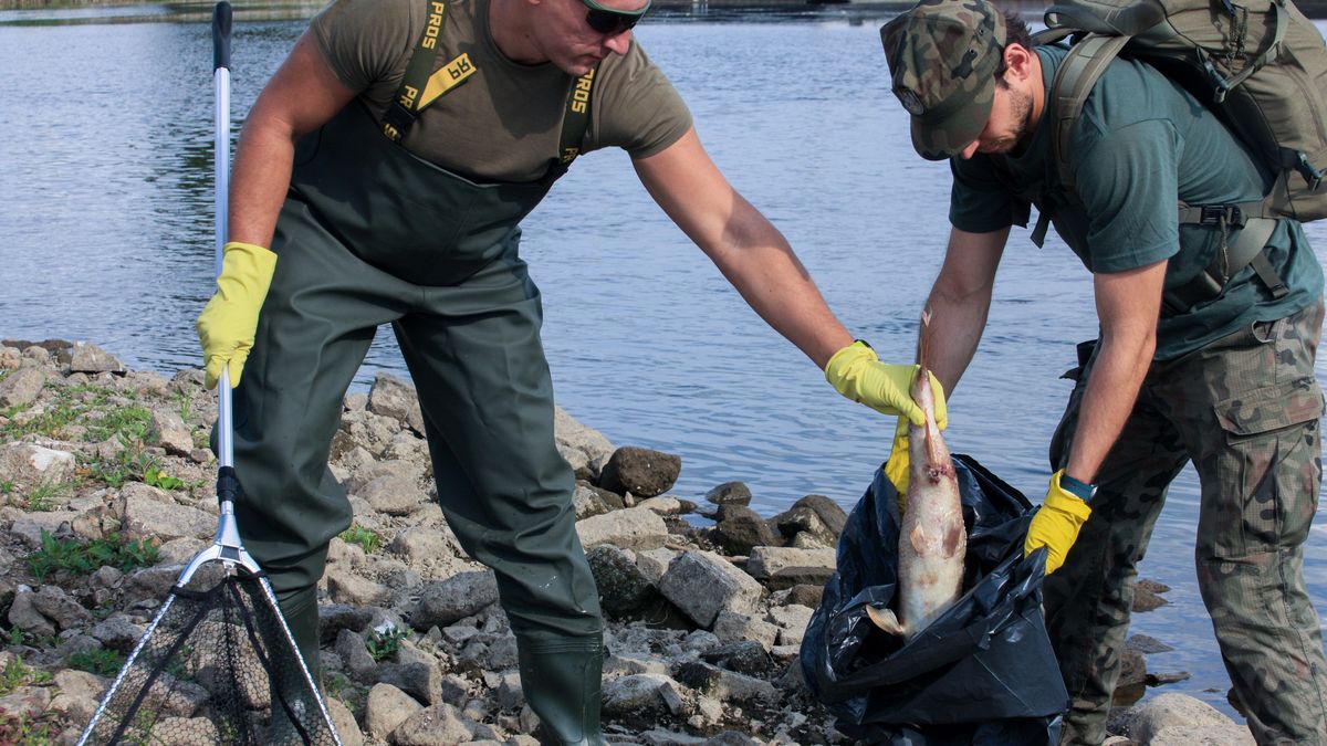 Słubice, 12.08.2022. Żołnierze i strażacy usuwają martwe ryby z Odry w okolicy Słubic, 12 bm. Do działań na lubuskim odcinku rzeki zostało skierowanych przez MON 150 żołnierzy WOT. Pływają oni wspólnie ze strażakami na łodziach czy pontonach i wybierają z rzeki truchło śniętych ryb. (sko) PAP/Lech Muszyński
