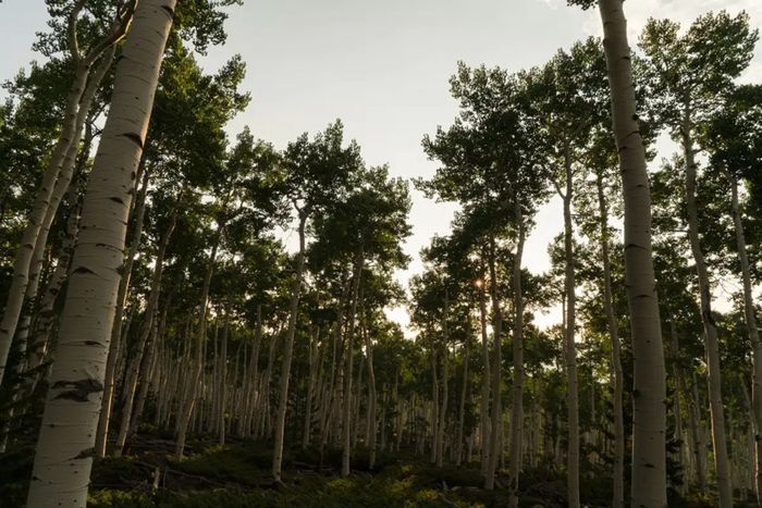 Pando istnieje od tysięcy lat i przetrwał już bardzo wiele