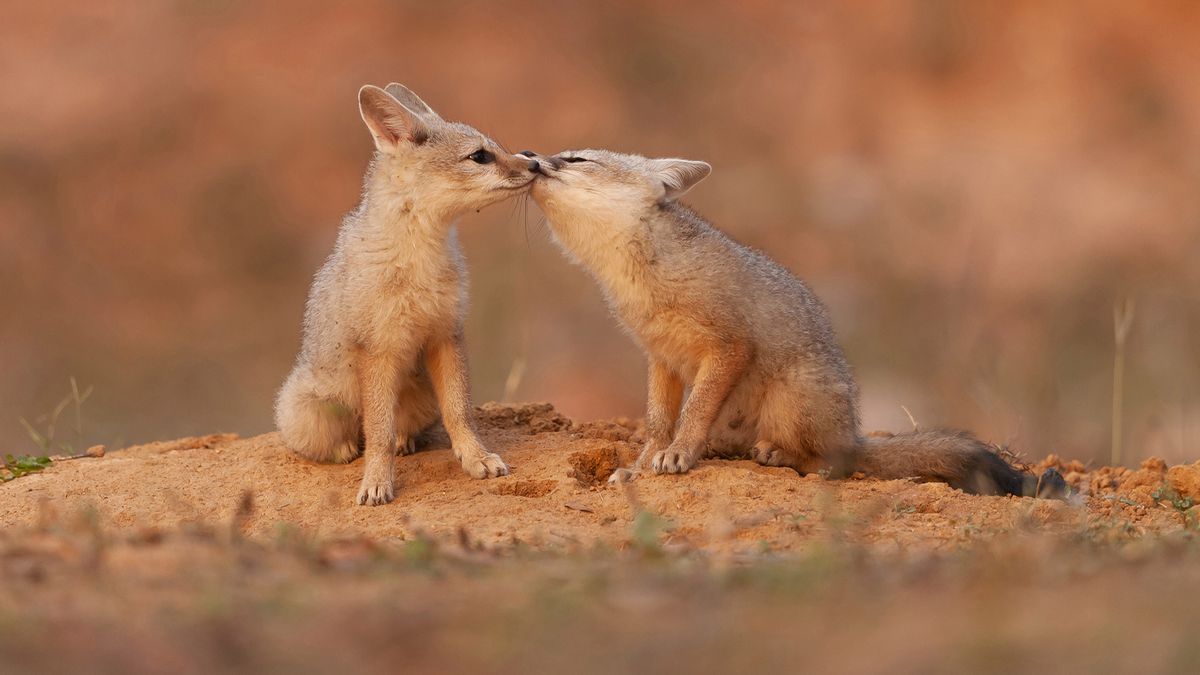 Zdjęcia całujących się lisków to najlepsze, co dziś zobaczysz 1