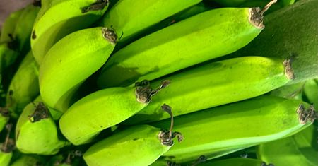 Ten "banan" działa w kuchni jak ziemniak. I to nie jest żart