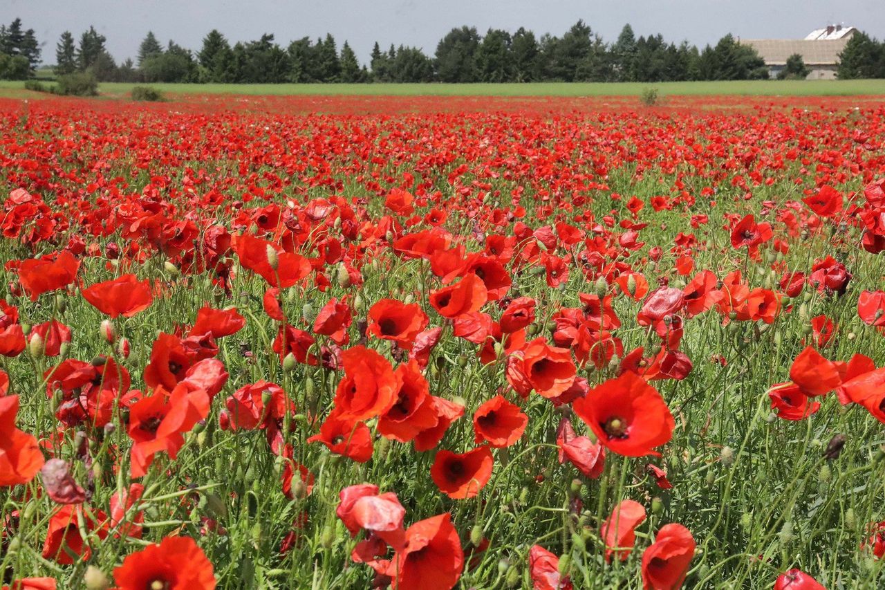 Kujawsko-Pomorskie: Spadek upraw maku mimo wysokiej pozycji