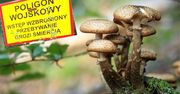 Grzybiarze w niebezpieczeństwie. Doniesienia z Torunia
