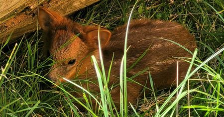Nowy mieszkaniec warszawskiego ZOO. To drugi najmniejszy jelonek świata