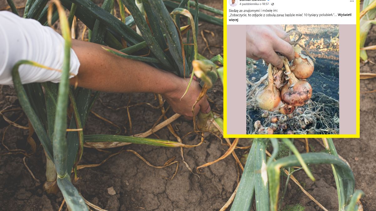 Rolnicy zapraszają na samozbiory