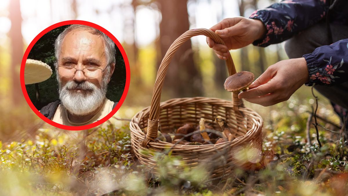 Co z grzybami w polskich lasach? Ekspert zabrał głos