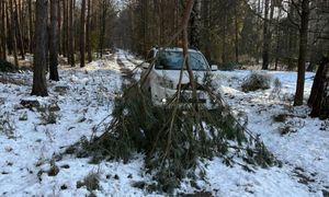 Leśnicy są wstrząśnięci. Od razu zaapelowali. "Nie zbliżać się"
