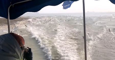 Tysiące skaczących ryb na jeziorze. Niezwykłe nagranie z Chin