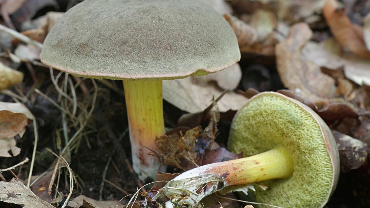 Wielu grzybiarzy twierdzi, że jest lepszy od prawdziwka