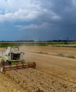 Obcy kombajn wymłócił jego zboże. "Serce nam pęka"