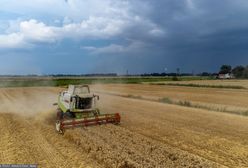 Obcy kombajn wymłócił jego zboże. "Serce nam pęka"