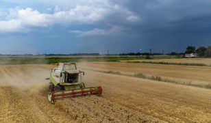 Obcy kombajn wymłócił jego zboże. "Serce nam pęka"