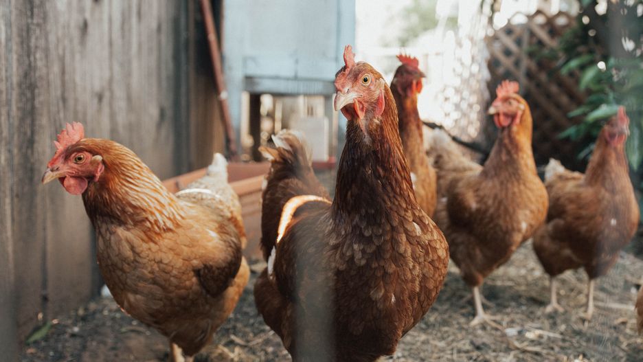 Dobrostan drobiu jest wciąż daleki od poprawnego w hodowlach dostawców KFC (zdj. ilustracyjne).