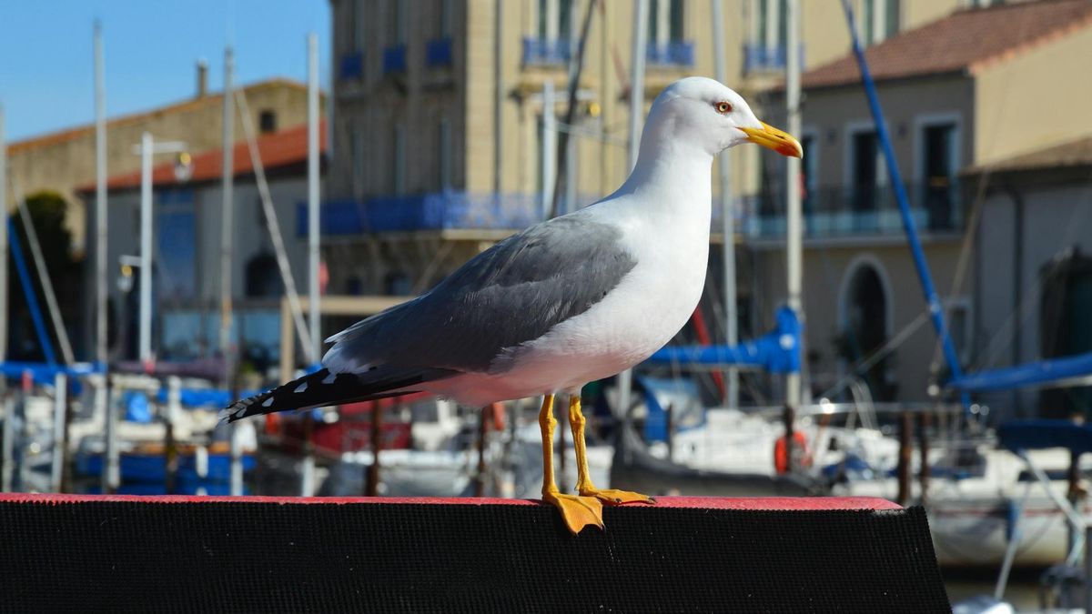 Mewy żółtonogie w Polsce - co przyciąga te ptaki?