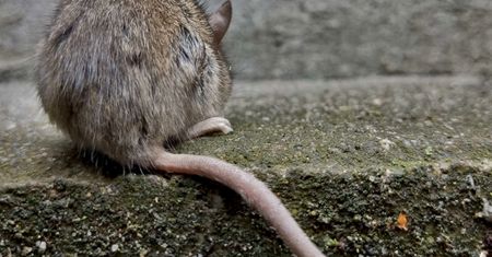 Wchodzą do domów w całej Polsce. Prawdziwa plaga