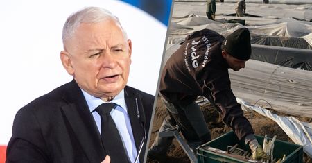Kaczyński: Polacy przestali jeździć na szparagi. To jest zmiana naszego statusu