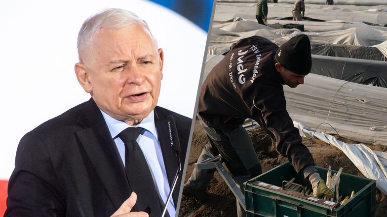 Kaczyński: Polacy przestali jeździć na szparagi. To jest zmiana naszego statusu