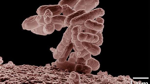 Antybiotyk narzędziem kontrwywiadu? Bakterie mogą skrywać ważne informacje 1