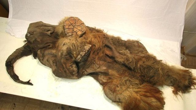 Yuka - najlepiej zachowany mamut na świecie 1