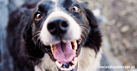 Dlaczego border collie gryzie?