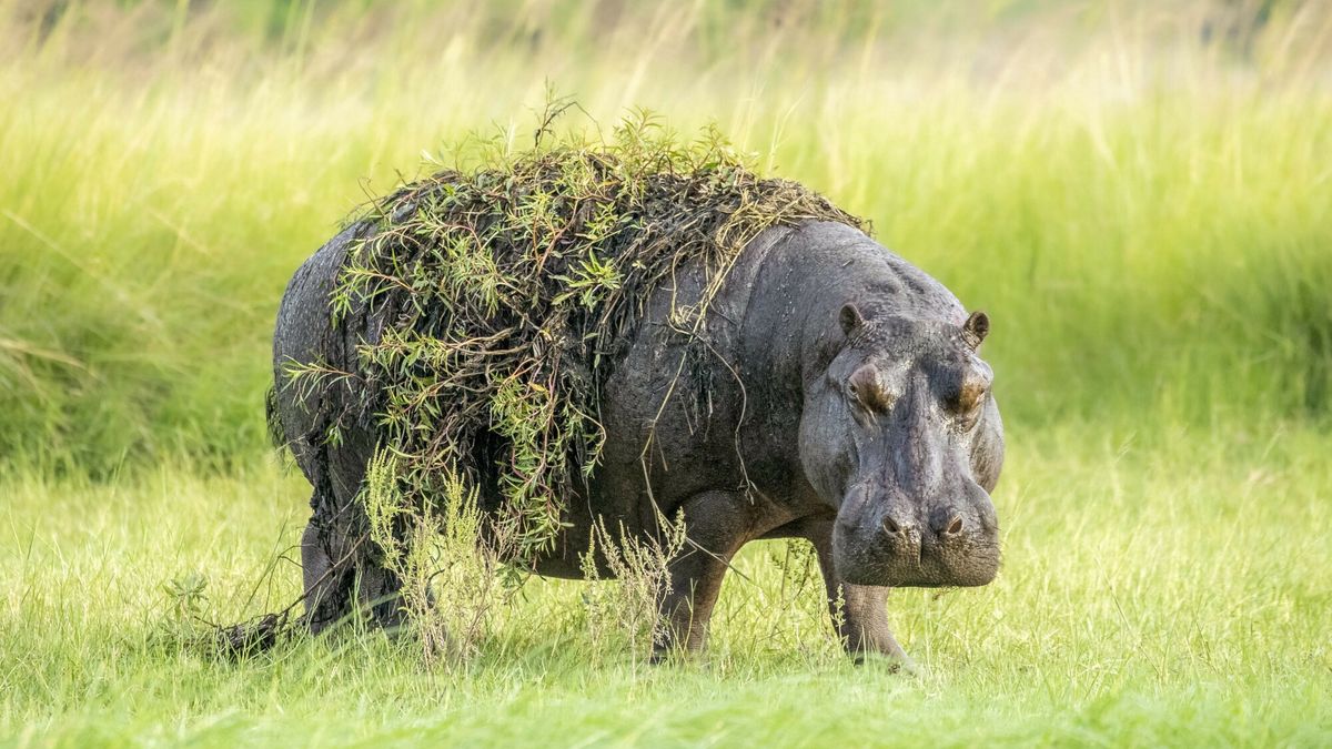 Hipopotam w kamufla?u
Hippo-plant-amus.... This hippo appears to be in camouflage gear, using freshwater plants draped over him, as he prowls around its habitat. The photos were taken by photographer Janine Krayer on the Chobe River in Botswana. 

She said, ?After months of rain, this area floods allowing the hippos to live in a lush green environment.  When we spotted this hippo it was walking on land to change ponds. I loved seeing him all dressed up?.it just drapes perfectly over him."

Please byline: Janine Krayer/Solent News

� Janine Krayer/Solent News & Photo Agency
UK +44 (0) 2380 458800
Janine Krayer/Solent News & Photo Agency