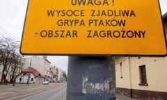 Wielkopolska. Tysiące chorych ptaków. Rzeź na ptasich fermach
