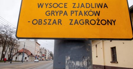 Wielkopolska. Tysiące chorych ptaków. Rzeź na ptasich fermach