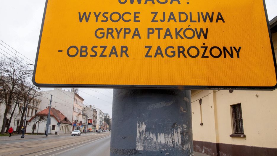 Wielkopolska. Tysiące chorych ptaków. Rzeź na ptasich fermach