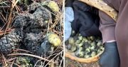 Poszła na grzyby i zaniemówiła. "Pan Bóg zesłał mnie do Edenu"