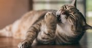 Redukcja kalorii może pomóc kotom z cukrzycą. Badania dają realną nadzieję