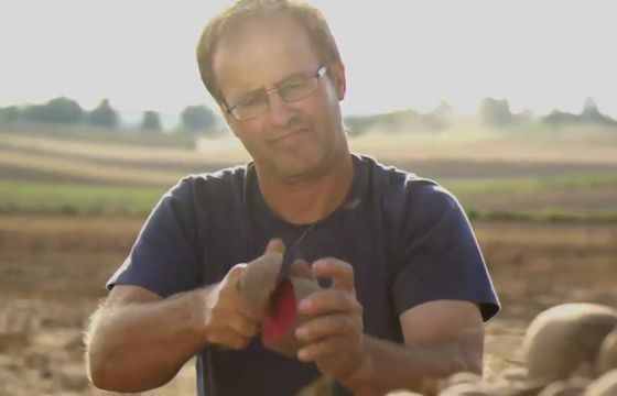 Uprawa polskich buraków w reklamie barszczu czerwonego Winiary (wideo)