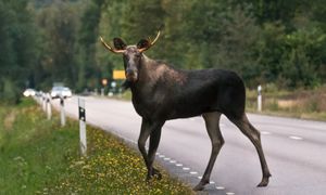 Kiedyś żyły niemal w całej Europie. Dlaczego zaczęły znikać?